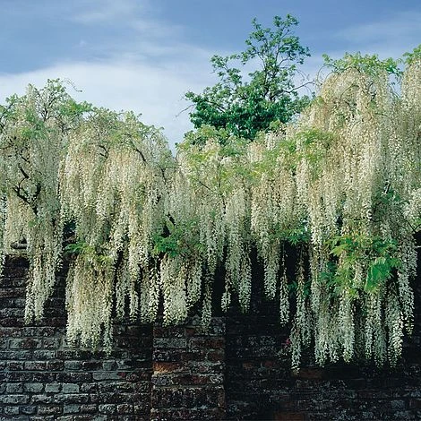 Wisteria Floribunda 'Alba' 1 Wisteria Floribunda 'Alba'