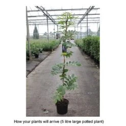 Wisteria Brachybotrys 'Okayama' 5 Wisteria Brachybotrys 'Okayama' -Greenworld Zone WIST T68559 B h