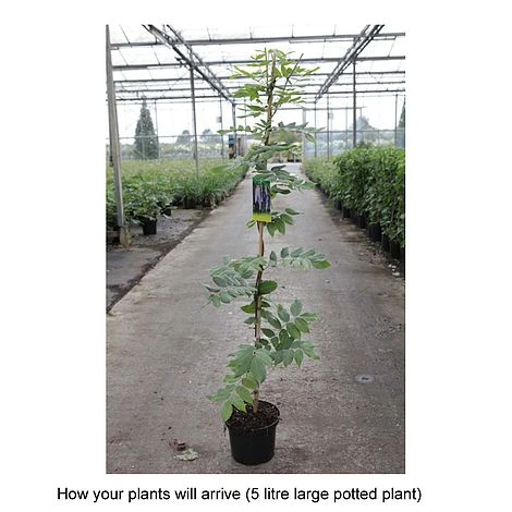 Wisteria Brachybotrys 'Okayama' 3 Wisteria Brachybotrys 'Okayama' - Image 3