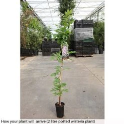 Wisteria Floribunda 'Domino' -Greenworld Zone WIST T74404 A h