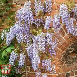Wisteria Floribunda 'Domino' -Greenworld Zone WIST T74404 C