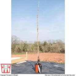 Wisteria Sinensis 'Amethyst' -Greenworld Zone WIST TKA3732 C