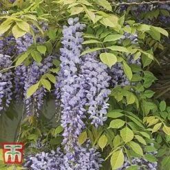 Wisteria Sinensis 'Prolific' -Greenworld Zone WIST t57979 B