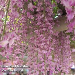 Wisteria Trio 7 Wisteria Trio -Greenworld Zone WIST ROSEA L034071