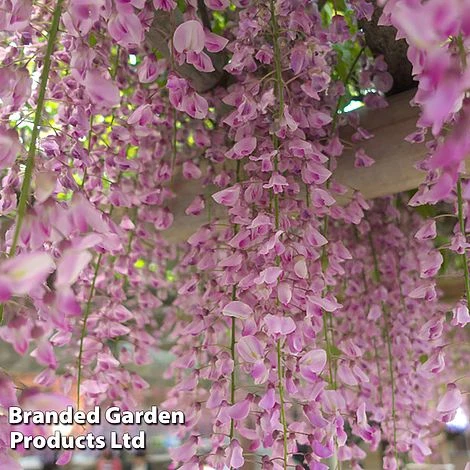 Wisteria Trio 4 Wisteria Trio - Image 4
