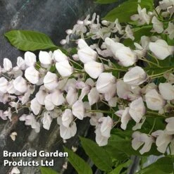 Wisteria Sinensis 'Rosea' 5 Wisteria Sinensis 'Rosea' -Greenworld Zone WIST ROSEA S13548