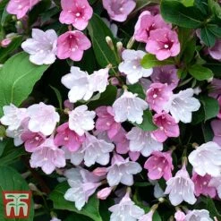Weigela 'Towers Of Flowers'&reg; Duo -Greenworld Zone Weig app