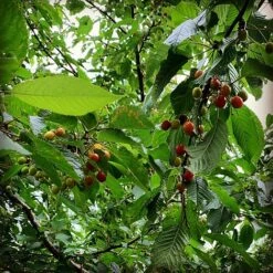 Wild Cherry Tree (Prunus Avium) Grown By Cotswold Trees -Greenworld Zone WildCherry2