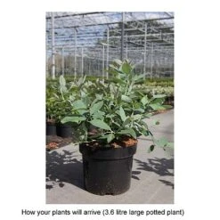 Zenobia Pulverulenta 'Blue Sky' -Greenworld Zone ZENO T68227 B h