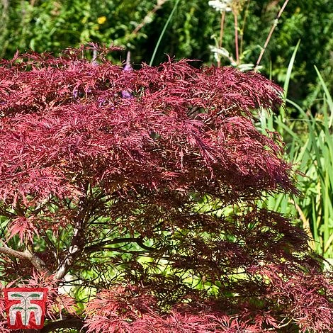 Acer Palmatum 'Inaba-shidare' 2 Acer Palmatum 'Inaba-shidare' - Image 2