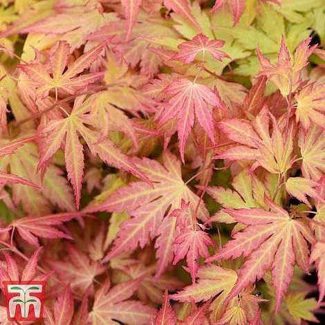 Acer Bold Duo 2 Acer Bold Duo - Image 2