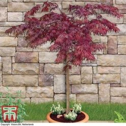 Acer Palmatum 'Garnet' -Greenworld Zone acer palm1