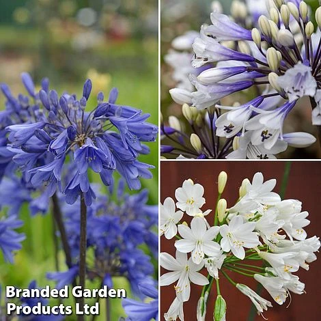 Agapanthus Everpanthus Collection 1 Agapanthus Everpanthus Collection