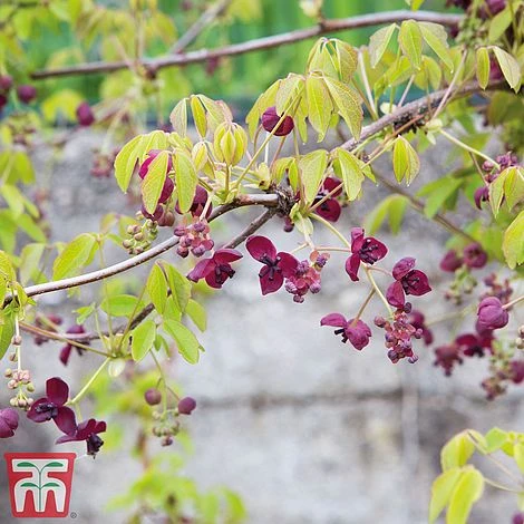 Akebia Quinata 3 Akebia Quinata - Image 3