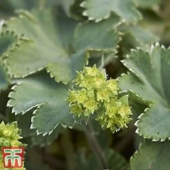Alchemilla Erythropoda -Greenworld Zone alch ery2