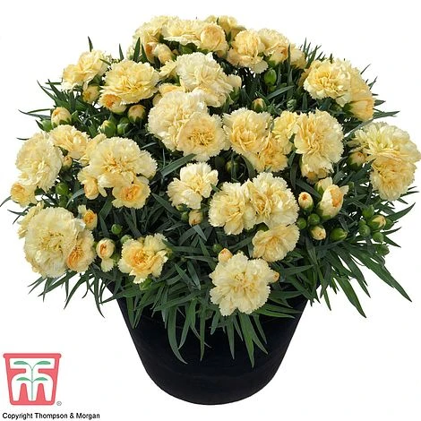 Dianthus Caryophyllus 'Amber' (Sunflor Series) 2 Dianthus Caryophyllus 'Amber' (Sunflor Series) - Image 2