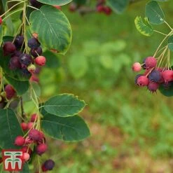 Amelanchier Canadensis 12 Amelanchier Canadensis -Greenworld Zone amel canb