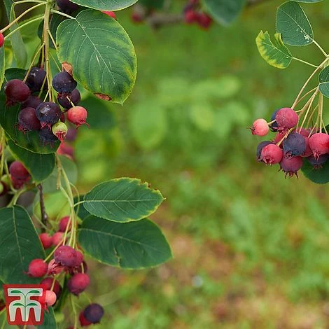 Amelanchier Canadensis 6 Amelanchier Canadensis - Image 6