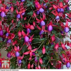 Fuchsia 'Angela' (Hardy) (Standard) -Greenworld Zone angela2