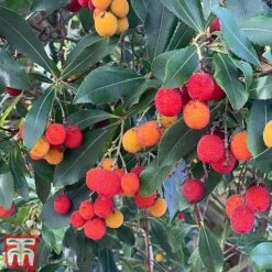 Arbutus Unedo -Greenworld Zone arbui
