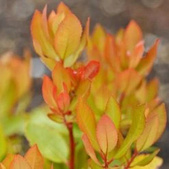 Arbutus Unedo -Greenworld Zone arbutus unedo