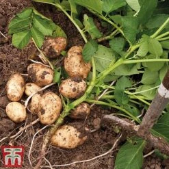 Potato 'T&M Favourites Collection' -Greenworld Zone arran