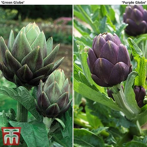 Globe Artichoke Duo 1 Globe Artichoke Duo