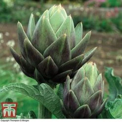 Globe Artichoke Duo 4 Globe Artichoke Duo -Greenworld Zone arti gree