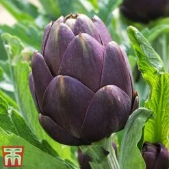 Globe Artichoke Duo 5 Globe Artichoke Duo -Greenworld Zone arti pur1