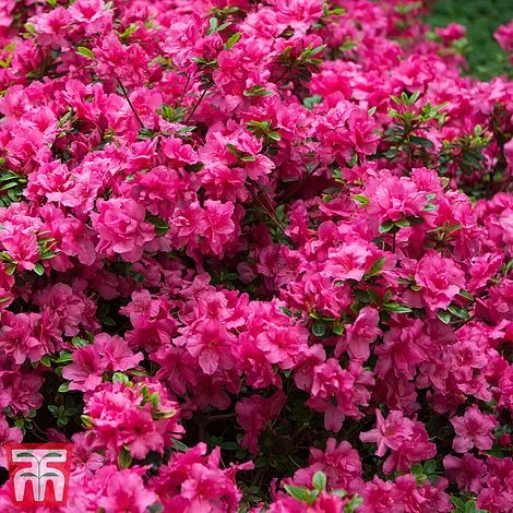 Rhododendron 'Rustica Pink' (Azalea Group) 2 Rhododendron 'Rustica Pink' (Azalea Group) - Image 2
