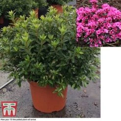 Rhododendron 'Rustica Pink' (Azalea Group) 8 Rhododendron 'Rustica Pink' (Azalea Group) -Greenworld Zone azal pin15