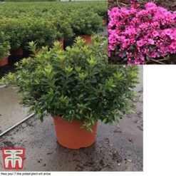 Rhododendron 'Rustica Pink' (Azalea Group) 9 Rhododendron 'Rustica Pink' (Azalea Group) -Greenworld Zone azal pin7