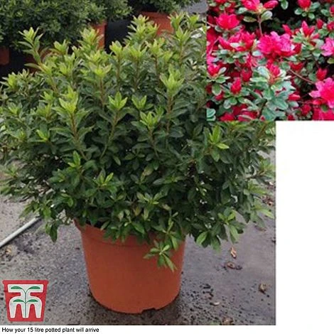 Rhododendron 'Rustica Hybrid Red' (Azalea Group) 2 Rhododendron 'Rustica Hybrid Red' (Azalea Group) - Image 2