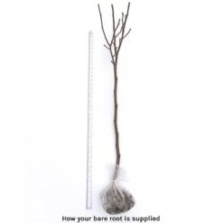 Magnolia X Brooklynensis 'Yellow Bird' -Greenworld Zone bare root 2