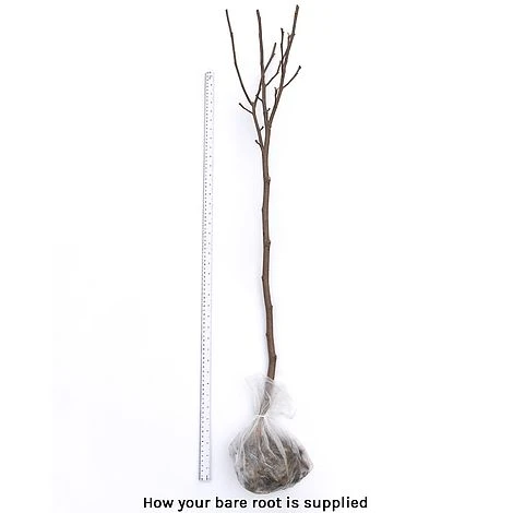 Magnolia Denudata 'Sunrise' (Patio Standard) 4 Magnolia Denudata 'Sunrise' (Patio Standard) - Image 4