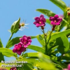 Honeybee Climber Duo -Greenworld Zone bee4