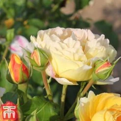 Rose 'Belle Du Jour' 7 Rose 'Belle Du Jour' -Greenworld Zone belle4