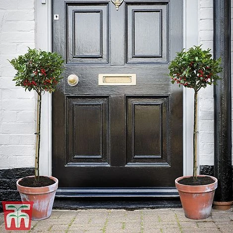 Holly 'Blue Maid' (Standard) 1 Holly 'Blue Maid' (Standard)