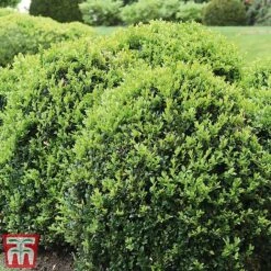 Box Ball -Greenworld Zone box ball2