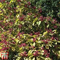 Clerodendrum Trichotomum -Greenworld Zone cal4