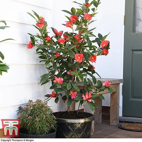 Camellia '1001 Summer Nights' Jasmine 2 Camellia '1001 Summer Nights' Jasmine - Image 2