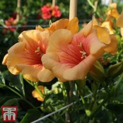 Campsis X Tagliabuana 'Summer Jazz - Gold' 8 Campsis X Tagliabuana 'Summer Jazz - Gold' -Greenworld Zone camp jazz3