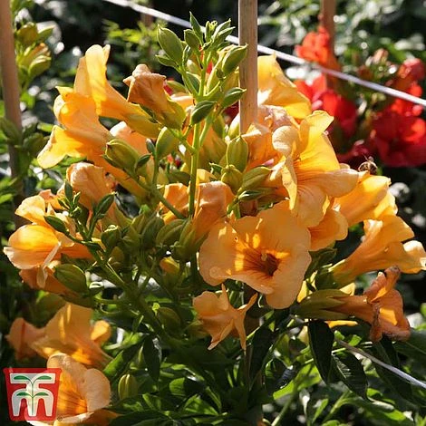 Campsis X Tagliabuana 'Summer Jazz - Gold' 4 Campsis X Tagliabuana 'Summer Jazz - Gold' - Image 4