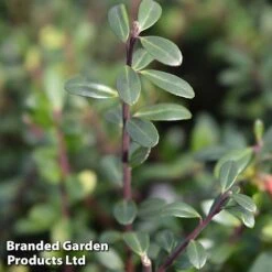 Ilex Crenata 'Caroline Upright' -Greenworld Zone caroline2