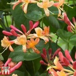Honeysuckle 'Celestial' -Greenworld Zone cele2