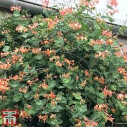 Honeysuckle 'Celestial' -Greenworld Zone cele3