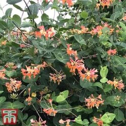 Honeysuckle 'Celestial' -Greenworld Zone cele4