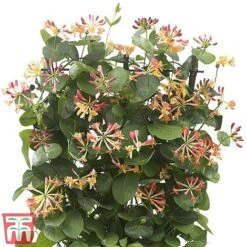 Honeysuckle 'Celestial' -Greenworld Zone cele5