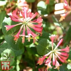 Honeysuckle 'Celestial' -Greenworld Zone cele6