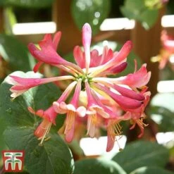 Honeysuckle 'Celestial' -Greenworld Zone cele7